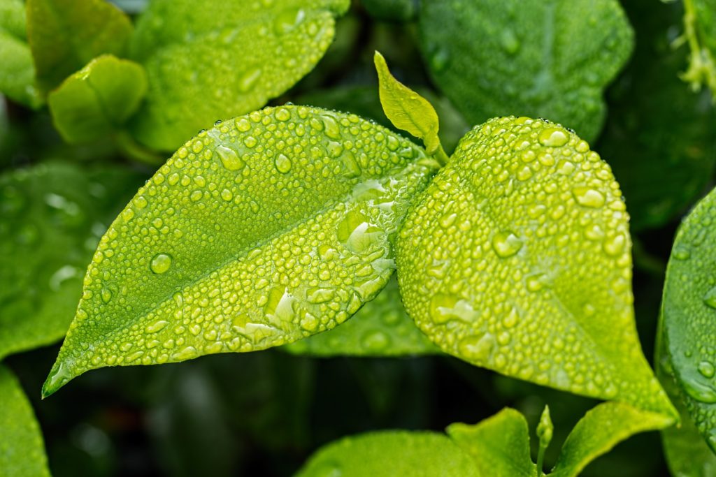 Health benefit of Waterleaf